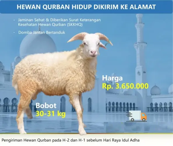 Kurban - Qurban Domba  ciwandan cilegon