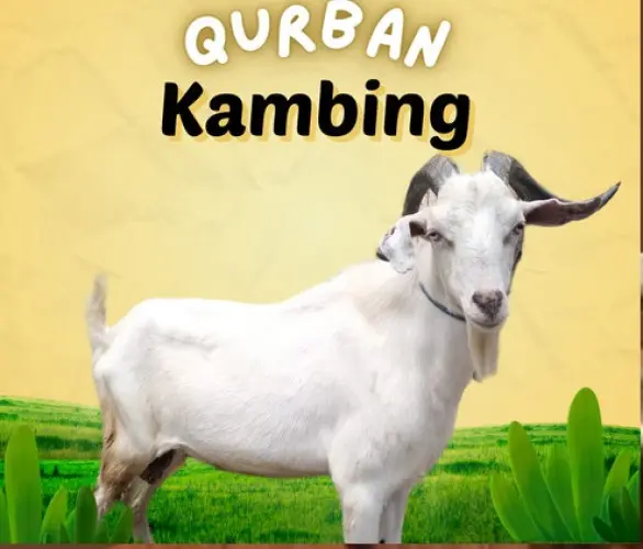 Kurban - Qurban Kambing  ciwandan cilegon