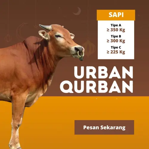 Kurban - Qurban Sapi  ciwandan cilegon